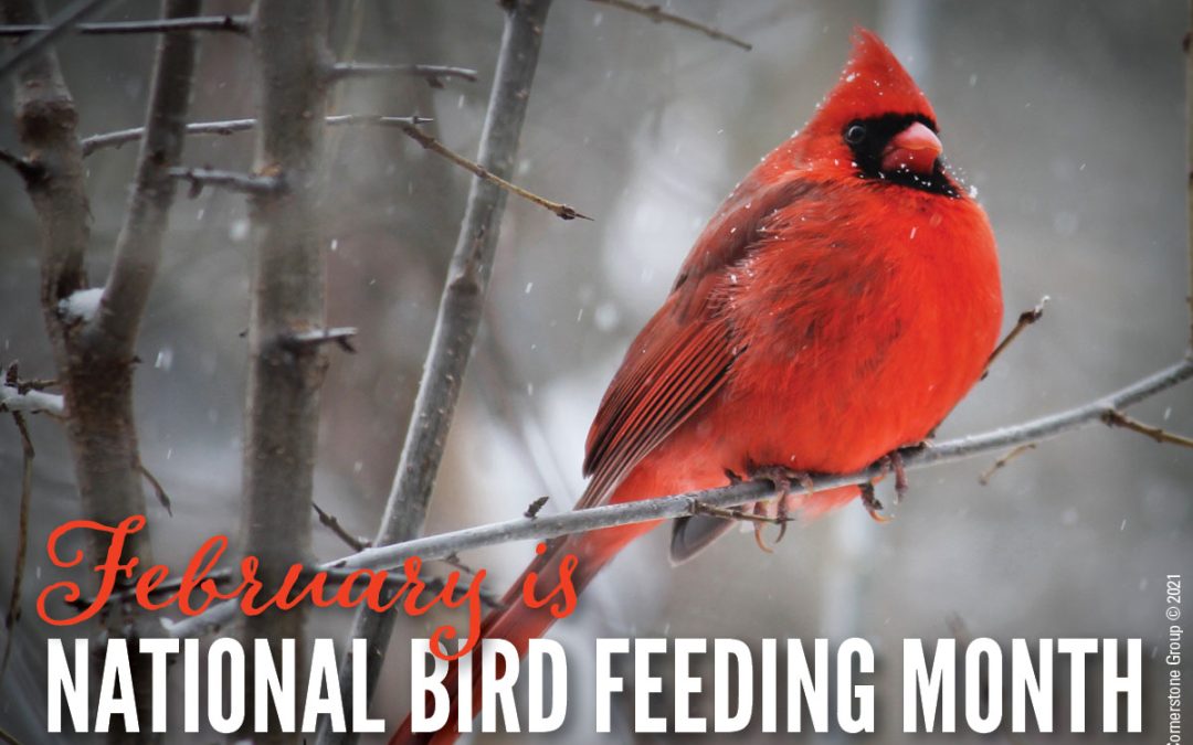 National Bird Feeding Month is here. Here’s what you can do.